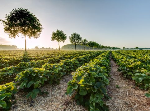 Agricultural lands for agricultural projects